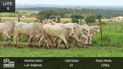 Lote LOTE 6