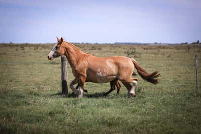 Lote Pretenciosa del Chafalote
