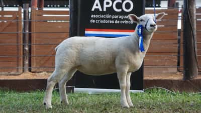 Lote Texel Expo Internacional 2022 - Lote 35