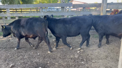 Lote 55 Novillo Engorda en Osorno, X Región Los Lagos