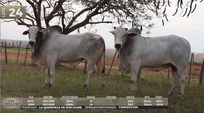 Lote LOTE 24