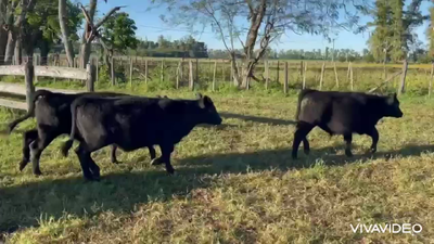 Lote 60 Terneros