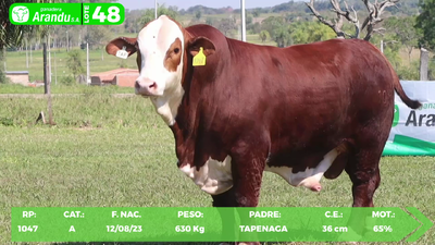Lote LOTE 48