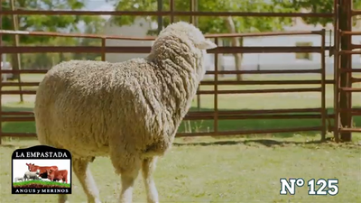 Lote Merino Donhe