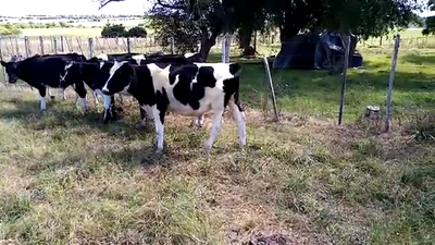 Lote 10 Terneros HOLANDO 160kg - , San José