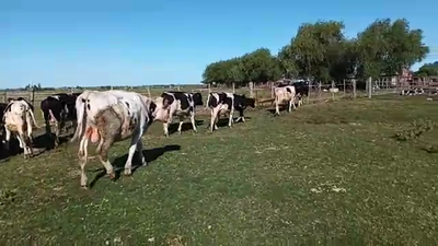 Lote 18 Terneros HOLANDO 210kg - , San José