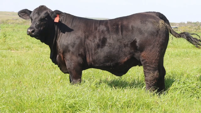 Lote "CABAÑA MACEDO" - MACEDO L S 316 FRANCESCO YAS 17 TE