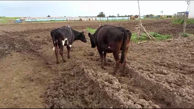 Lote 2 Vacas de Invernada Holando y Cruzas en Juan Soler