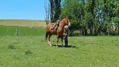 Lote (Vendido)Yegua en COLONIA LARRAÑAGA