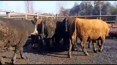 Lote 45 Novillo Gordo en Linares, VII  Región Maule