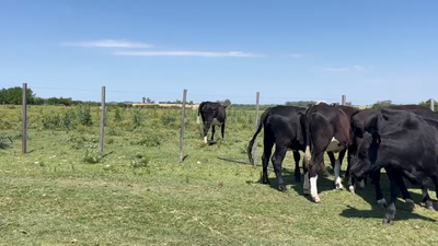 Lote VAQUILLONAS 1 a 2 AÑOS