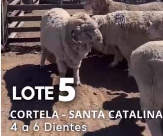 Lote Lote 5