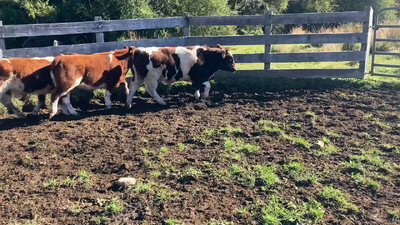Lote 6 Ternero en Cisnes, XI Región Aysén