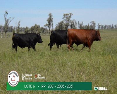 Lote TOROS PPI 3 AÑOS