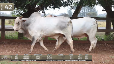 Lote LOTE 42