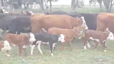 25 Vacas CUT con cría en Gral. Galarza, Entre Ríos