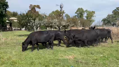 Lote 28 Vacas nuevas C/ gtia de preñez en Magdalena, Buenos Aires
