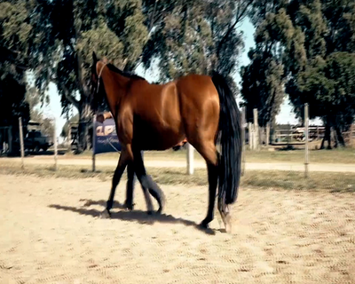 Lote AMERICAN PINE