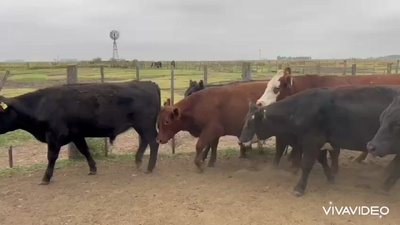 Lote 70 Novillos