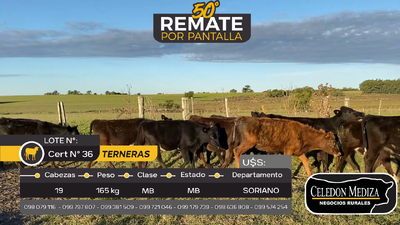 Lote 19 Terneras en Cardona, Soriano