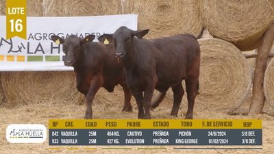 Lote LOTE 16