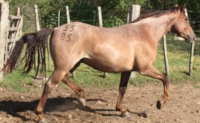 Lote Tarumán La Invernada