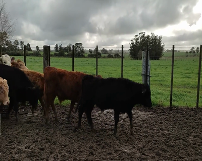 Lote (Vendido)20 Terneros 3 AA,  4 CH X HE,  6 RA,  1 AA X HE,  1 RA X RR,  1 HE ,  1 HE X NO,  3 AA X HE 165kg - , Colonia