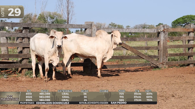 Lote LOTE 29