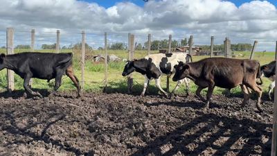 Lote TERNEROS