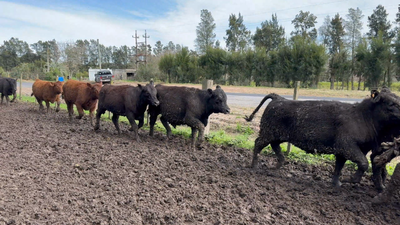 Lote 96 Terneras en Sauce, Canelones