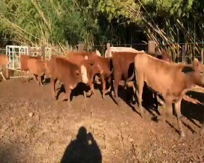 Lote 61 Terneras en Santo Tomé, Corrientes