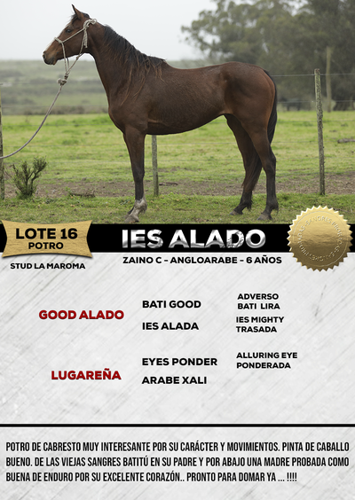 Lote IES ALADO