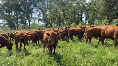 Lote 48 Vaquillonas P/ Servicio