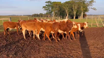 Lote VAQUILLONAS