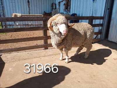 Lote 31966