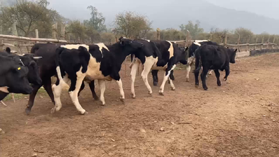 Lote 50 Novillo Engorda en Paine, Región Metropolitana