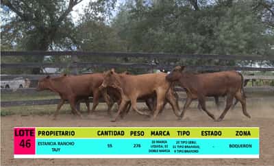 Lote LOTE 46 - 55 VAQUILLAS CBO 1 - CBO 0