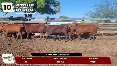 Lote LOTE 10