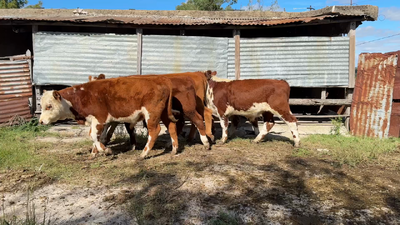 Lote TERNEROS