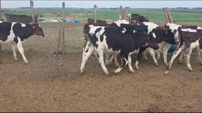 Lote 13 Terneros Holando en a 15 km de Florida