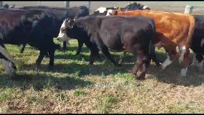 Lote 13 Terneros Cruzas en Chamizo