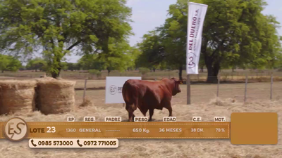 Lote Toro