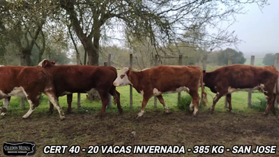 Lote 20 Vacas de Invernada en San José