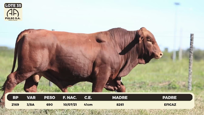 Lote LOTE 35