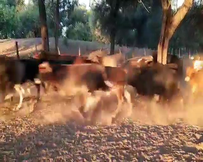 Lote 100 Terneros/as en Monte Quemado, Santiago del Estero