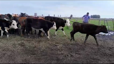 Lote 20 Terneras 10 AA x HE,  5 RA,  5 HE 171kg -  en RUTA 3 KM 594. COLONIA ACEVEDO