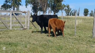 Lote PIEZAS DE CRIA