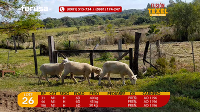 Lote Lote 26