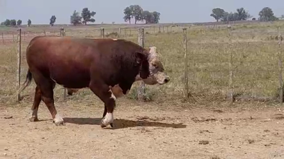 Lote TORO PI