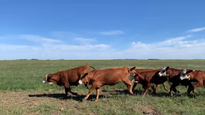 Lote 116 Novillitos